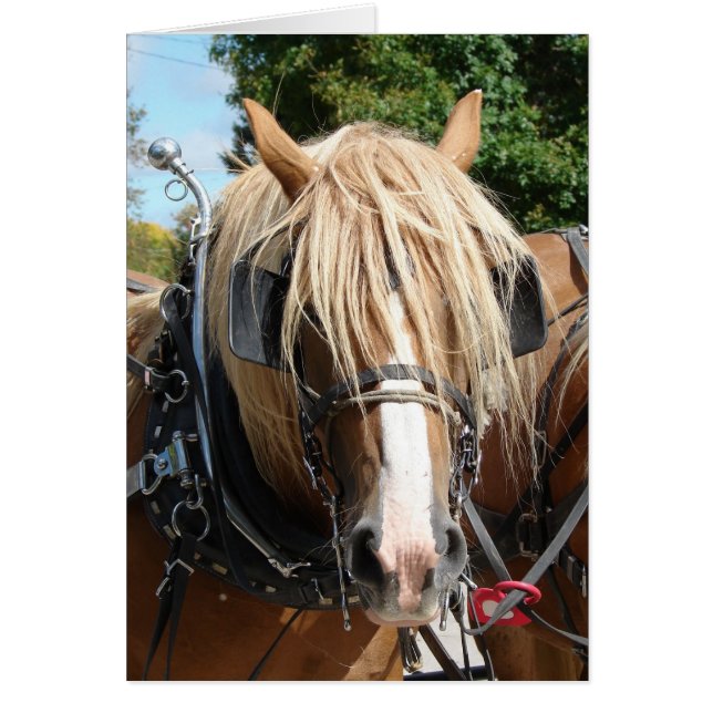 Schönes Belgisch (Vorne)