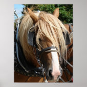 Schönes Belgisch Poster (Vorne)