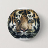 Schönes Bengalisches Tiger Face Foto Button (Vorderseite)