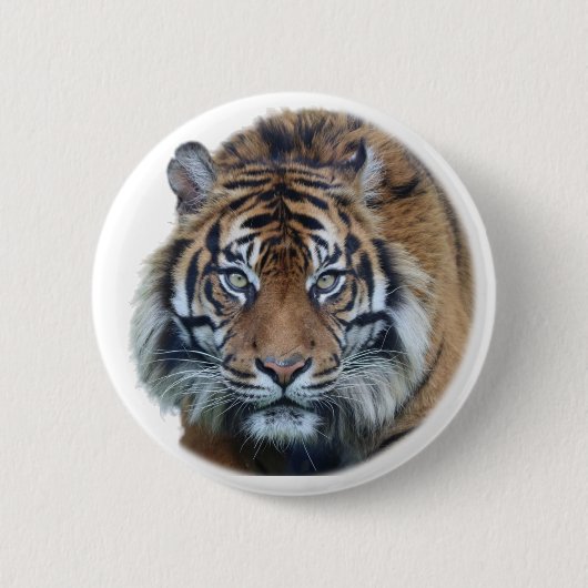 Schönes Bengalisches Tiger Face Foto Button (Vorderseite)
