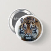 Schönes Bengalisches Tiger Face Foto Button (Vorne & Hinten)