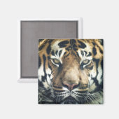 Schönes Bengalisches Tiger Face Foto Magnet (Vorderseite/Rückseite)