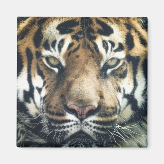Schönes Bengalisches Tiger Face Foto Magnet (Vorne)