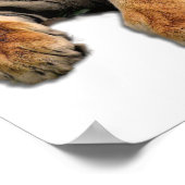 Schönes Bengalisches Tiger Face Foto Poster (Ecke)