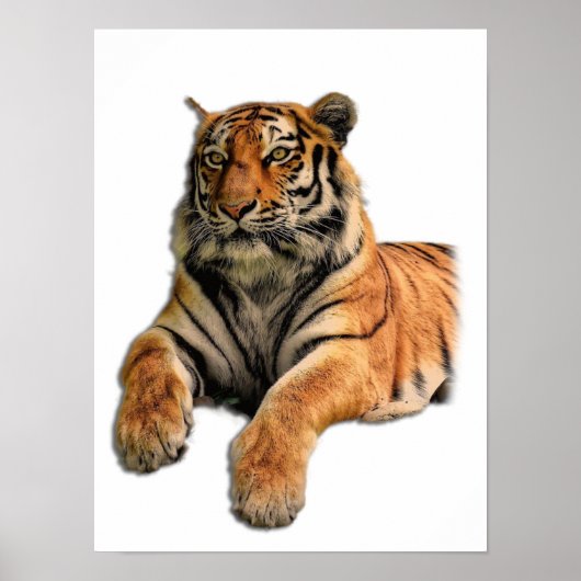 Schönes Bengalisches Tiger Face Foto Poster (Vorne)
