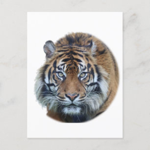 Schönes Bengalisches Tiger Face Foto Postkarte