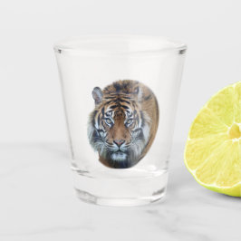 Schönes Bengalisches Tiger Face Foto Shootglas Schnapsglas