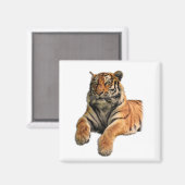 Schönes Bengalisches Tiger-Foto Magnet (Vorderseite/Rückseite)