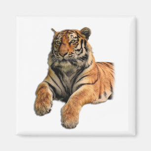 Schönes Bengalisches Tiger-Foto Magnet