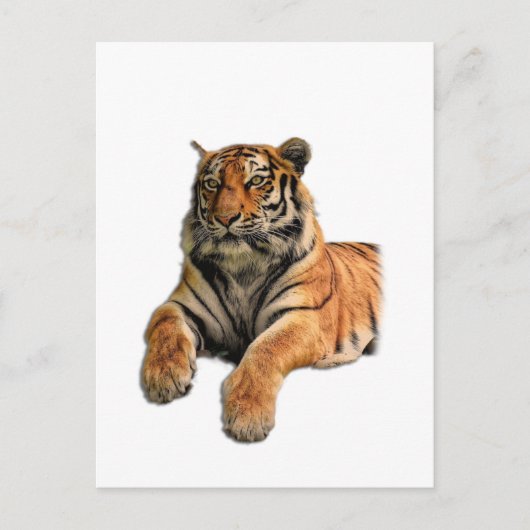 Schönes Bengalisches Tiger-Foto Postkarte (Vorderseite)