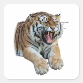 Schönes Bengalisches Tiger-Foto Quadratischer Aufkleber