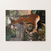 Schönes Bengalisches Tiger Jigsaw Puzzle (Horizontal)