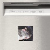Schönes Bild mit Rat Magnet (In Situ (Geschirrspüler))