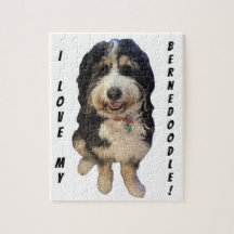 Schönes Bild von Birdie der Bernedoodle Hund