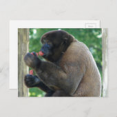 Schönes Bild von Brown Wooly Monkey Postkarte (Vorne/Hinten)