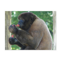 Schönes Bild von Brown Wooly Monkey