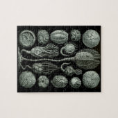 Schönes Bild von zystoiden Fossilien in Schwarz un Puzzle (Horizontal)