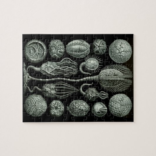 Schönes Bild von zystoiden Fossilien in Schwarz un Puzzle (Horizontal)