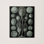Schönes Bild von zystoiden Fossilien in Schwarz un Puzzle (Vertikal)