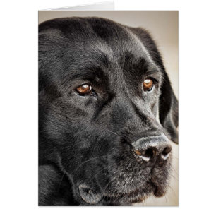 Schönes Black Labrador Retriever Hundedesign