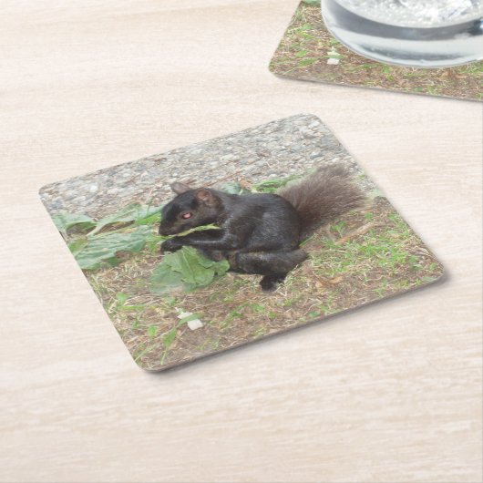 Schönes Black Squirrel Untersetzer Set (angewinkelt)