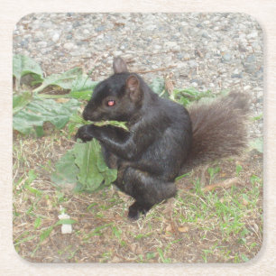 Schönes Black Squirrel Untersetzer Set