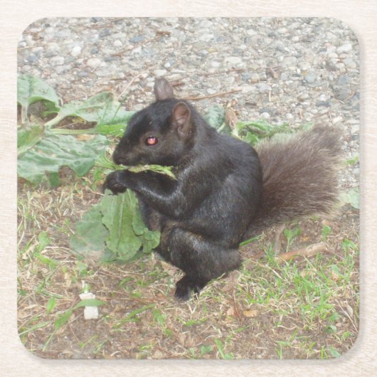 Schönes Black Squirrel Untersetzer Set (Vorderseite)
