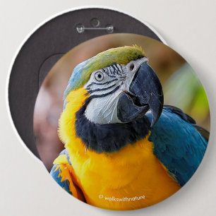 Schönes Blau und Gold Macaw Button