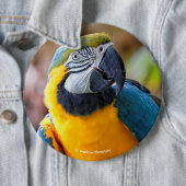 Schönes Blau und Gold Macaw Button (Beispiel)