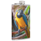 Schönes Blau und Gold Macaw Flachmann (Rechts)