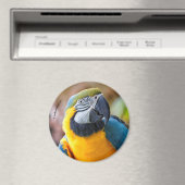 Schönes Blau und Gold Macaw Magnet (In Situ (Geschirrspüler))