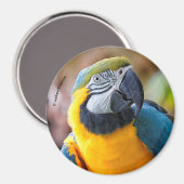 Schönes Blau und Gold Macaw Magnet (Vorderseite/Rückseite)