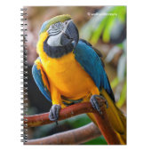 Schönes Blau und Gold Macaw Notizblock (Vorderseite)