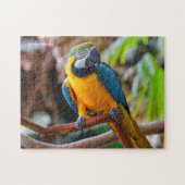Schönes Blau und Gold Macaw Puzzle (Horizontal)