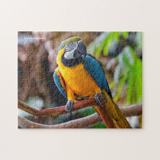Schönes Blau und Gold Macaw Puzzle (Horizontal)