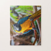 Schönes Blau und Gold Macaw Puzzle (Vertikal)