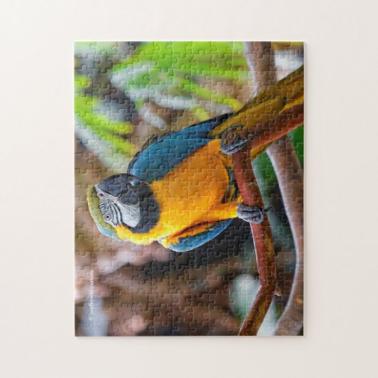 Schönes Blau und Gold Macaw Puzzle (Vertikal)