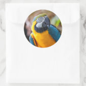 Schönes Blau und Gold Macaw Runder Aufkleber (Tasche)