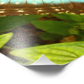 Schönes Blau und Schwarzes Schmetterlingposter Fotodruck (Ecke)