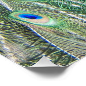 Schönes Blauer Pfauenglühen für das Foto Poster (Ecke)