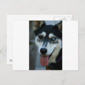 Schönes blaues Auge siberischer Husky Postkarte (Vorne/Hinten)