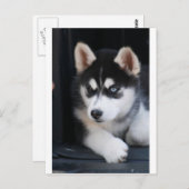 Schönes blaues Auge sibirischer Husky 2 Postkarte (Vorne/Hinten)