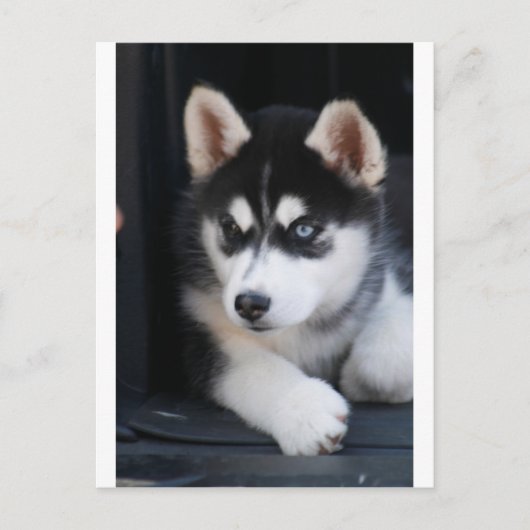 Schönes blaues Auge sibirischer Husky 2 Postkarte (Vorderseite)