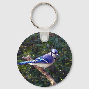 Schönes blaues Jay Schlüsselanhänger