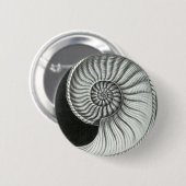 Schönes Bleistiftzeichnen von Amaltheus Ammoniten Button (Vorne & Hinten)