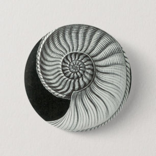Schönes Bleistiftzeichnen von Amaltheus Ammoniten Button