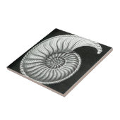 Schönes Bleistiftzeichnen von Amaltheus Ammoniten Fliese (Seite)