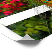 Schönes Blue Green Peacock Foto Stilvoll modern Poster (Ecke)