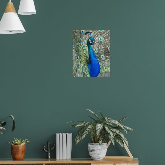 Schönes Blue Peacock fotografisch Poster (Wohnzimmer 1)