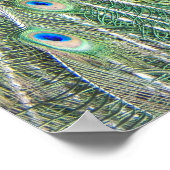 Schönes Blue Peacock fotografisch Poster (Ecke)